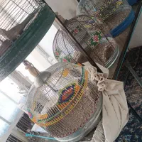 سهره پارسال