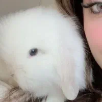 خرگوش لوپ