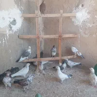 کفتر
