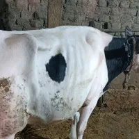 فروش گاو گوشتی