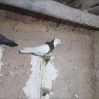 کفتر بهبهانی