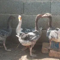 غاز و قو غاز