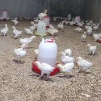 جوجه گوشتی