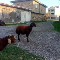 شیرمست  ماده