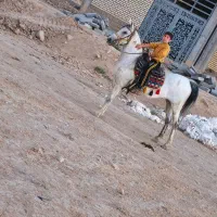 فروش یک راس مادیان 8ساله