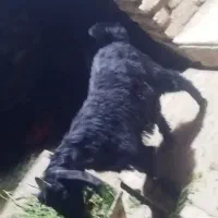کهره نر