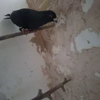افشون سیا