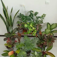 ۱۰ نوع گل طبیعی زیبا و ریشه پر