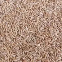 جو محلی