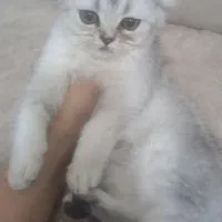 گربه|گربه|مشهد, عامل|دیوار