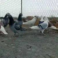 کفتر