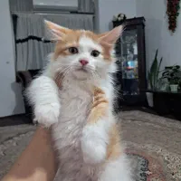 گربه پرشین بریتیش