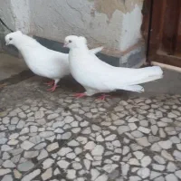 کبوتر تزئینی