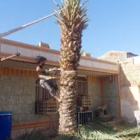 قطع نخل سمپاشی نخل هرس نخل درخت بریدن نخل موریانه
