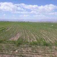 زمین-کشاورزی-روستای-سهرین