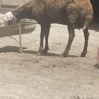 یک عددتوقلی چاق خمیر