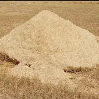 کاه گندم و جو دیم