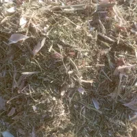 خرید فروش کاه لوبیا