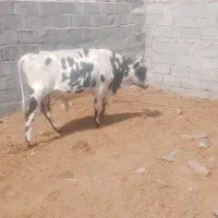 فروش فوری