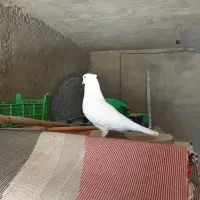 کبوتر پرش