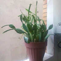کاکتوس
