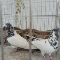 کفتر درجه یک