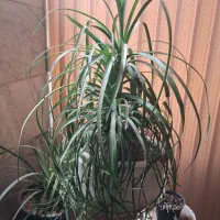 بونسای لیندا ۲۰ ساله
