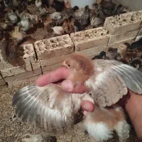 نیمچه و جوجه مرغ گلپایگان و غاز۱۵ روزه