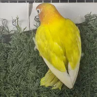 د عدد طوطی برزیلی ماده تضمینی