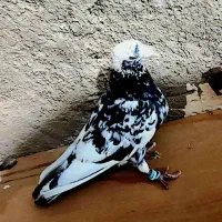 سار هفت رنگ عطیقه