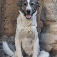 توله خراسانی