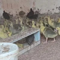 فروش جوجه غاز