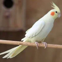 دو تا عروس بالغ و مولد به فروش میرسد