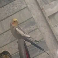عروس هلندی گمشده