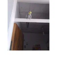 پرنده های خوشگل و جوان