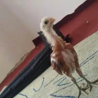 جوجه لاری