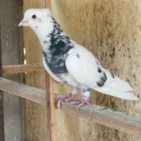 کبوتر نر پرشی