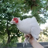 مرغ و خروس