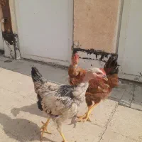 مرغ و خروس گردن لخت