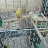 مرغ عشق باقفس فروشی