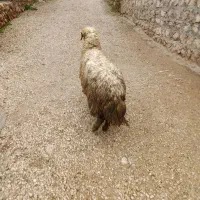 گوسفند داشتی