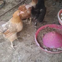 مرغ و خروس محلی