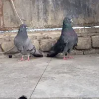 کبوتر جفت نرو ماده سبز اسمون خراش پرشی