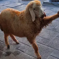 قصاب و ذبح گوسفند