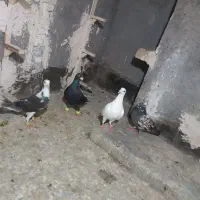 ۴عدد کفتر بوم