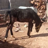 دو کره مادیون کرد ودره شوری