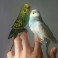 جفت مرغ عشق و مولد و هر دو دستی