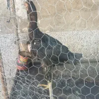 جوجه خروس لاری
