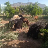 کله پاچه رایگان میخوای
