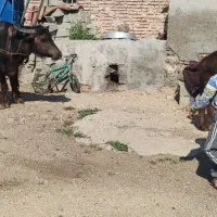 یک راس گاو میش